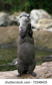 An Otter At The Zoo Seems To Be Clapping Or Praying