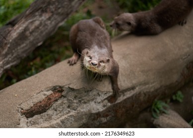 Otter In Zoo. A Semiaquatic Mammal That Only Exists In North America Is The River Otter, Also Known As The Northern River Otter.            