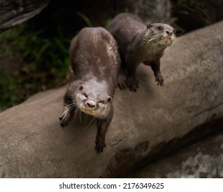 Otter In Zoo. A Semiaquatic Mammal That Only Exists In North America Is The River Otter, Also Known As The Northern River Otter.            