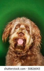 Otterhound, Close-up