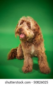 Otterhound Sitting