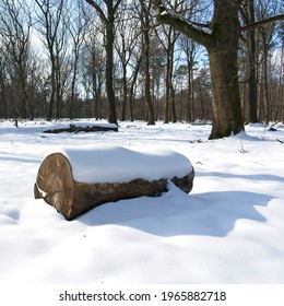 Otterlo Netherlands - 13 February 2021 - Snow In National Park Hoge Veluwe