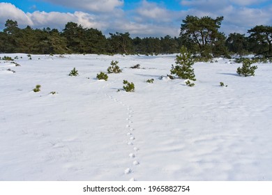 Otterlo Netherlands - 13 February 2021 - Snow In National Park Hoge Veluwe