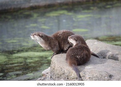 The Otters At Blackpool Zoo