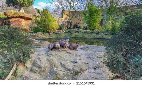 Otters Huddled Together At ZSL London Zoo