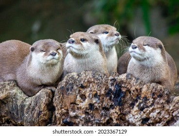 Otters on a Log in the Sun