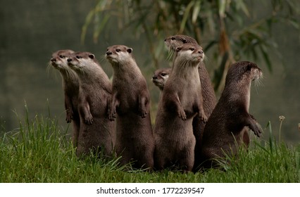 Otters in the wild uk