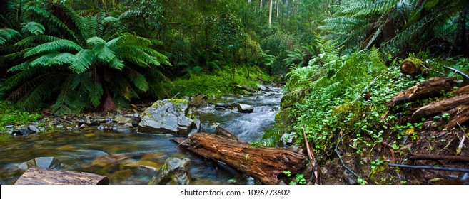 Otways Rainforest, Vic, Australia