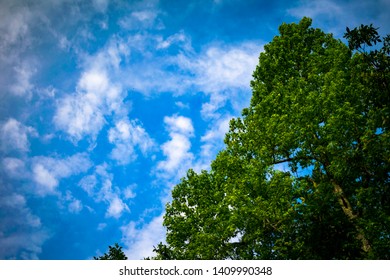 Ouachita National Forest Tree And Sky