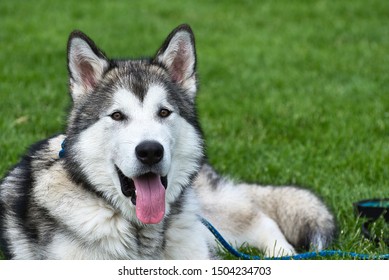 Our Beautiful Alaskan Malamute Pup Fynn