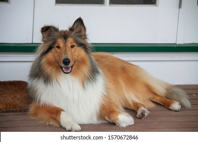 Smooth Collie Images Stock Photos Vectors Shutterstock