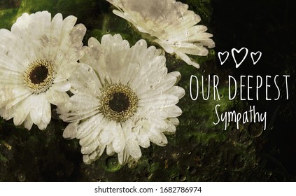 Our Deepest Sympathy Card. Abstract White Flowers On Dark Background. Soft Focus