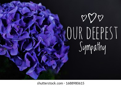 Our Deepest Sympathy Card. Deep Purple Hydrangea On Black Background With Text 