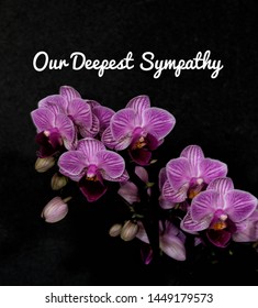 Our Deepest Sympathy Card. Purple Orchid With Words On Black Background