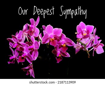 Our Deepest Sympathy Card. Purple Orchid On Black Background With White Text