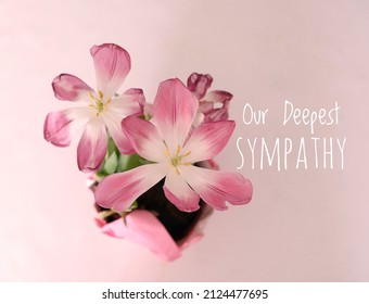 Our Deepest Sympathy Card. Top View Of Open Pink Tulips On Pink Background With White Text 