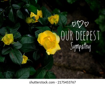 Our Deepest Sympathy Card With Yellow Rose, Tear Drops And Text On Dark Foliage