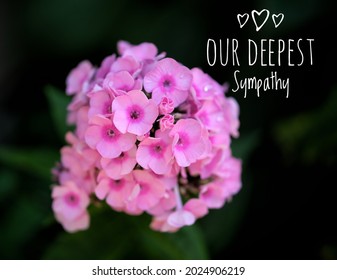 Our Deepest Sympathy Text. Bright Pink Hydrangea On Black Background. Sympathy Card