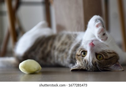 Our Furry Friends When Introduced To Catnip Toy