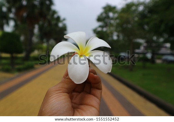 Our hand holding the white\
flower