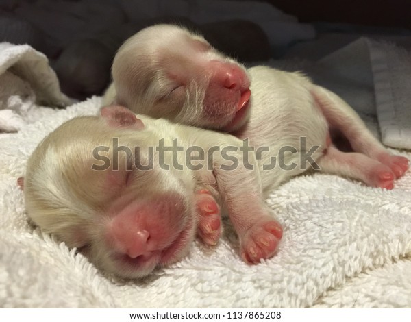 79 Newborn Brown Maltese Puppies L2sanpiero