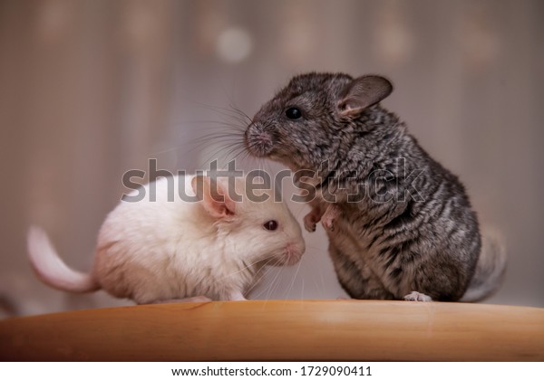 Our pets are small\
fluffy chinchillas
