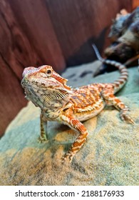 Our Reptile Agama (Pogona Vitticeps) 