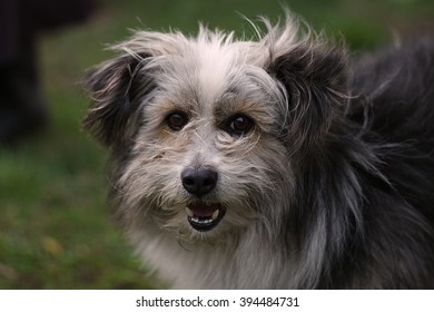 	
Our shaggy friend. Cute and funny watchdog. Grey dog.