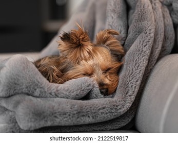Our Yorkshire-Terrier Jessie Sleeping on a Blanket