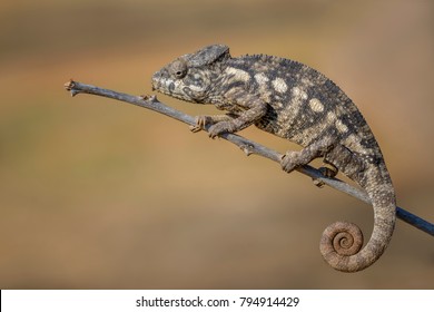 Oustalet's Chameleon - Furcifer oustaleti, Kirindi forest, Madagascar