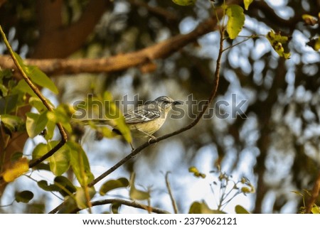 An ousting mockingbird perched on a thin tree branch 