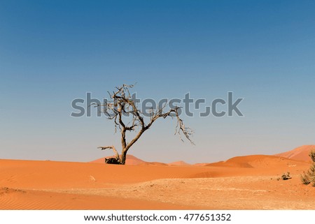 Similar – Einsamkeit Africa Desert