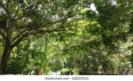 Out Doors In St. Mary, Jamaica