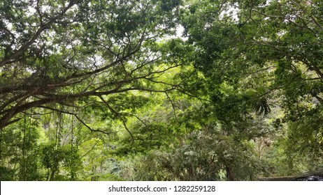 Out Doors In St. Mary, Jamaica