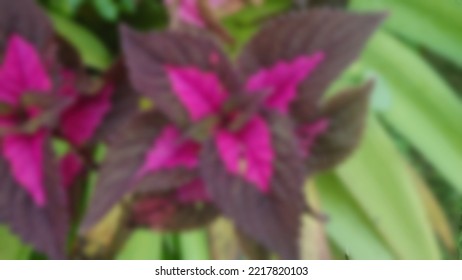 Out Of Focus Abstract Background Of Purple And Maroon Flowers