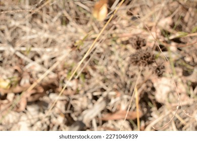 Out of focus grass, Nature view blurred, natural plants bokeh and blur background. - Shutterstock ID 2271046939