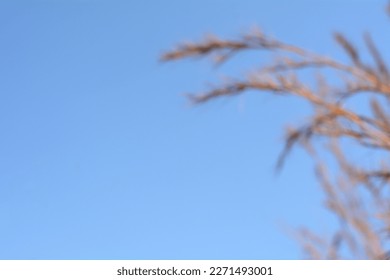 Out of focus grass, Nature view blurred, natural plants bokeh and blur background. - Shutterstock ID 2271493001
