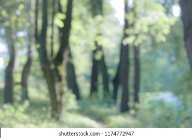 Out of focus green forest, defocused photo, blurry booked background, summer, green natural trees in park background, summer outdoor - Shutterstock ID 1174772947