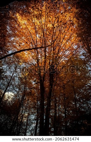 Similar – autumn burning Autumn Tree