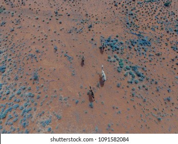 Outback Australia, Camels