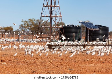 Outback Australian windmill with birds