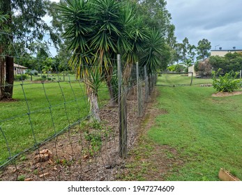 Outback Fence With Slightly Blurry Background.