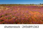 outback landscape in bloom, Northern territory, Australia