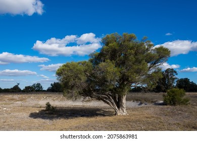 Outback near Mandurah, Western Australia