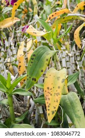 18 Dendrobium Diseases Images, Stock Photos & Vectors | Shutterstock