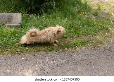 Outbred small shaggy dog of fawn color. A dog stretches on the ground on a warm summer day. - Powered by Shutterstock