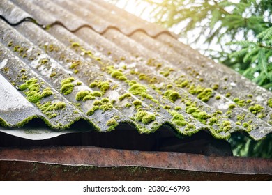 Outdated Light Grey Corrugated Slate With Green Growing Moss On Roof Of Old Country House At Sunlight Extreme Close View