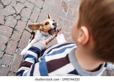 Outdoor Activities For Beagles. Games to play with beagle puppies. How to Entertain puppy and adult Beagle. Cute little Beagle puppy and kid boy playing on backyard