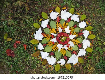Outdoor activity autumn round mandala of flowers, berries, elm leaves, poplar, mountain ash, maple and others laid out on the grass, top view             