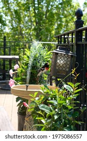 Outdoor Bird Fountain On Deck With Mandevilla Patio Plants And Rose Breasted Grosbeak Bird At Birdfeeder